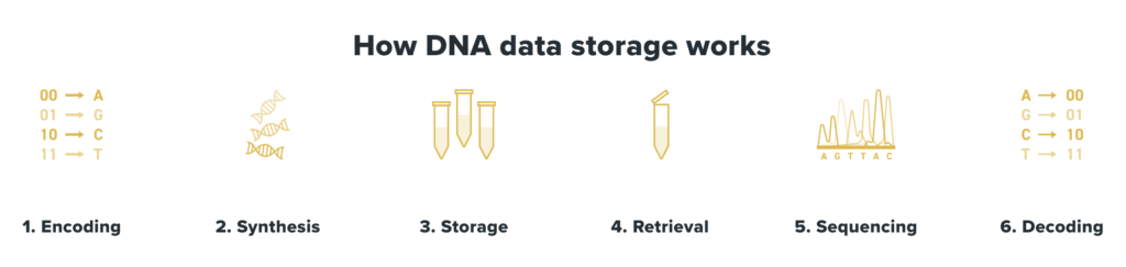 How DNA storage works