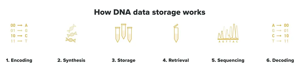 How DNA storage works